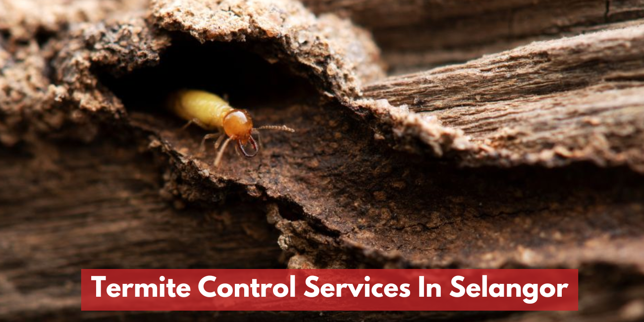 Best Termite Control Companies In Selangor